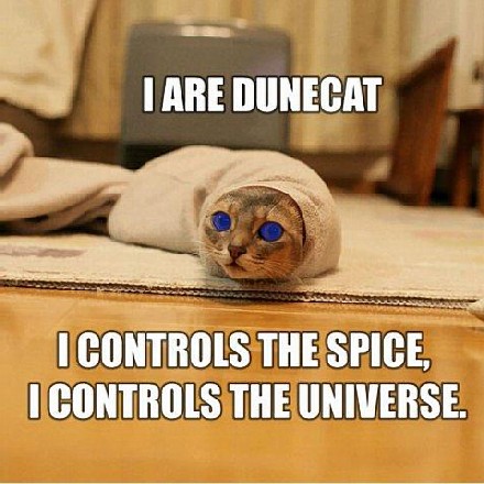 DuneCat